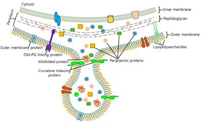 Bacterial Membrane Vesicles as Mediators of Microbe – Microbe and Microbe – Host Community Interactions